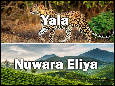 Nuwara Eliya to Yala or Yala to Nuwara Eliya trnasfer